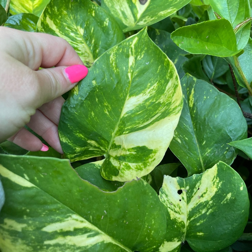 Giant Hawaiian variegated golden pothos plant cuttings - Picture 11 of 13